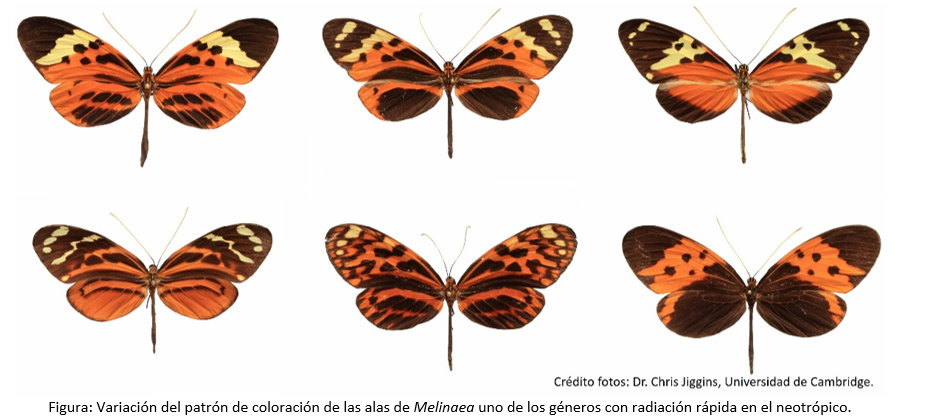 mariposas de alas tigre
