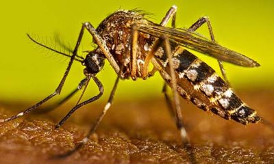 fiebre-amarilla-en-colombia