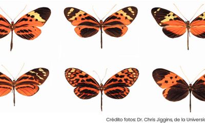 Científicos redibujan el árbol evolutivo de mariposas de alas tigre y descubren seis nuevas especies