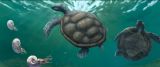 Tortuga fósil hallada en La Guajira y olvidada durante décadas en un museo en Suiza resultó ser una nueva especie 