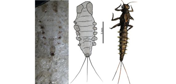 Insectos hallados