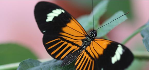 El origen híbrido de Heliconius elevatus: una forma alternativa de cómo se forman las especies