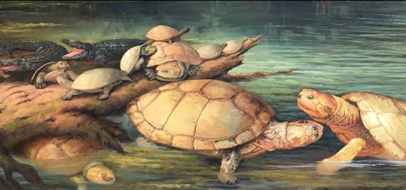 puentemys-mushaisaensis-socha.jpg 