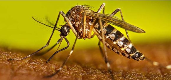 fiebre-amarilla-en-colombia