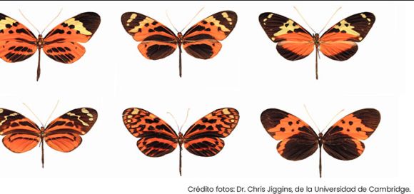 Científicos redibujan el árbol evolutivo de mariposas de alas tigre y descubren seis nuevas especies