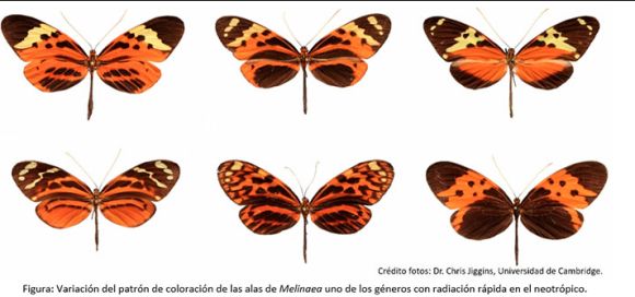 Científicos redibujan el árbol evolutivo de mariposas de alas tigre y descubren seis nuevas especies