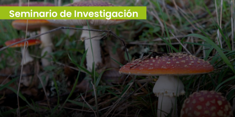 Amanita musaria 