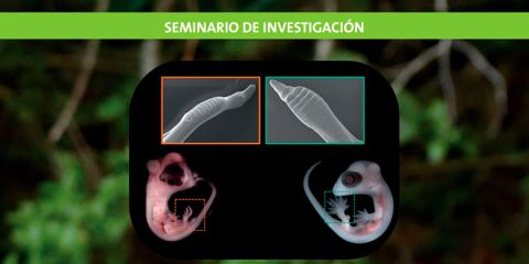 embryology-banner-fcn